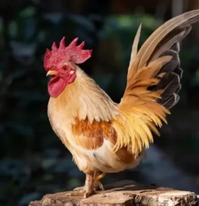 Jenis Ayam Yang Gak Bisa Berkokok